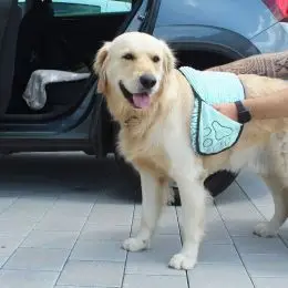 Winkee - Håndklæde til hunden - Pet Care  Dog towel - 