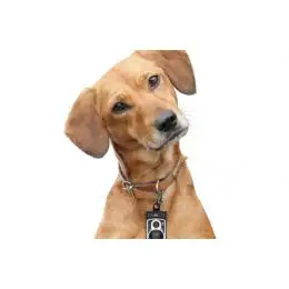 Opbevaring til hundeposer - Rolldog (Sort) - 
